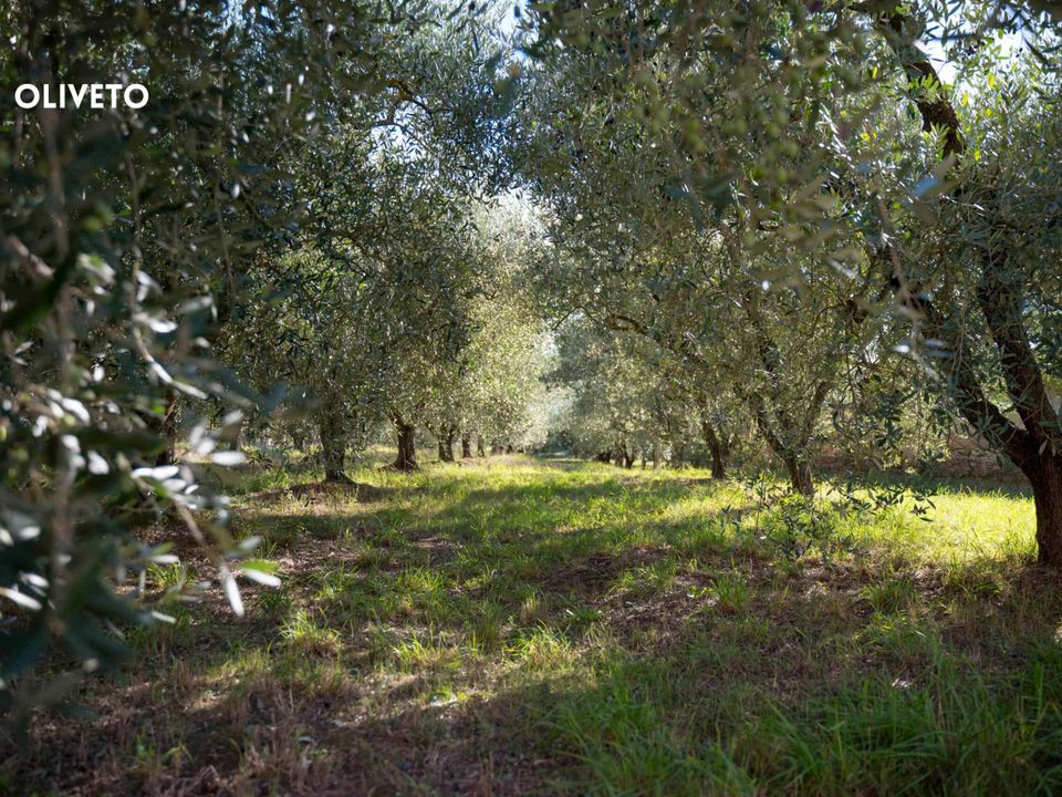Villa i Ribolla, Grosseto - foto 3