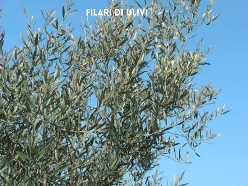 Villa i Roccastrada, Grosseto - foto 3