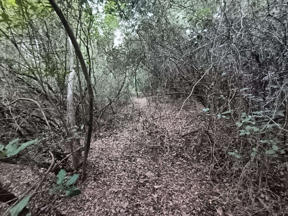 Villa i Gavorrano, Grosseto - foto 3