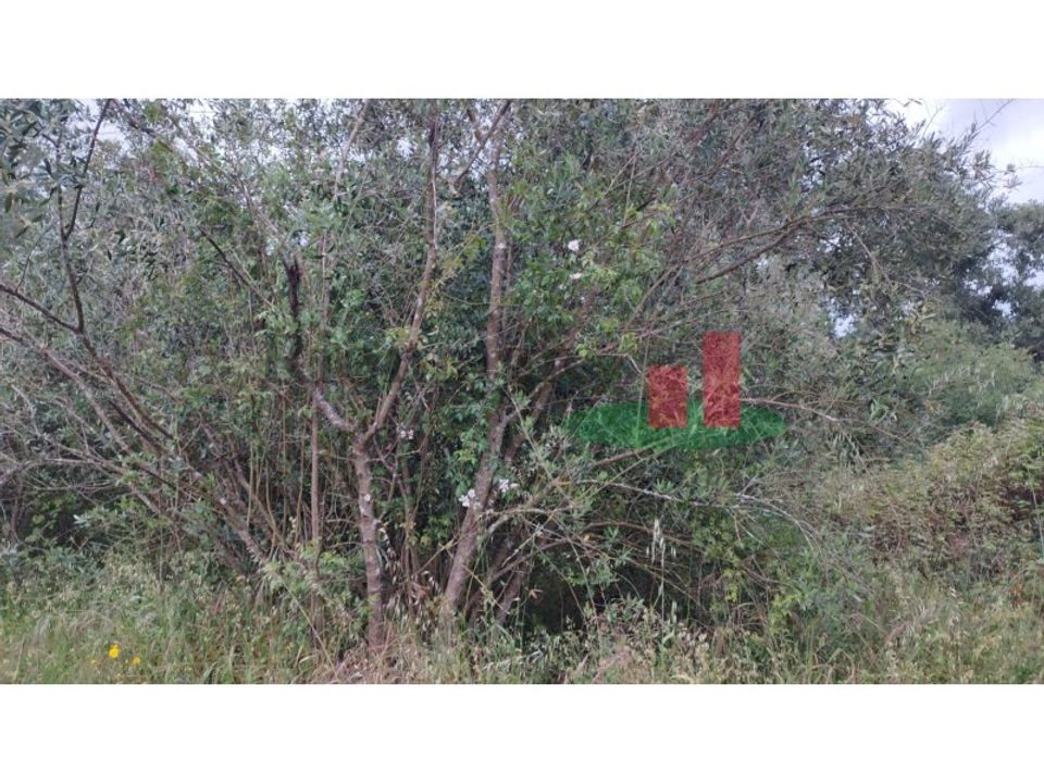 Helårsgrund i Asseiceira, Santarem - foto 3