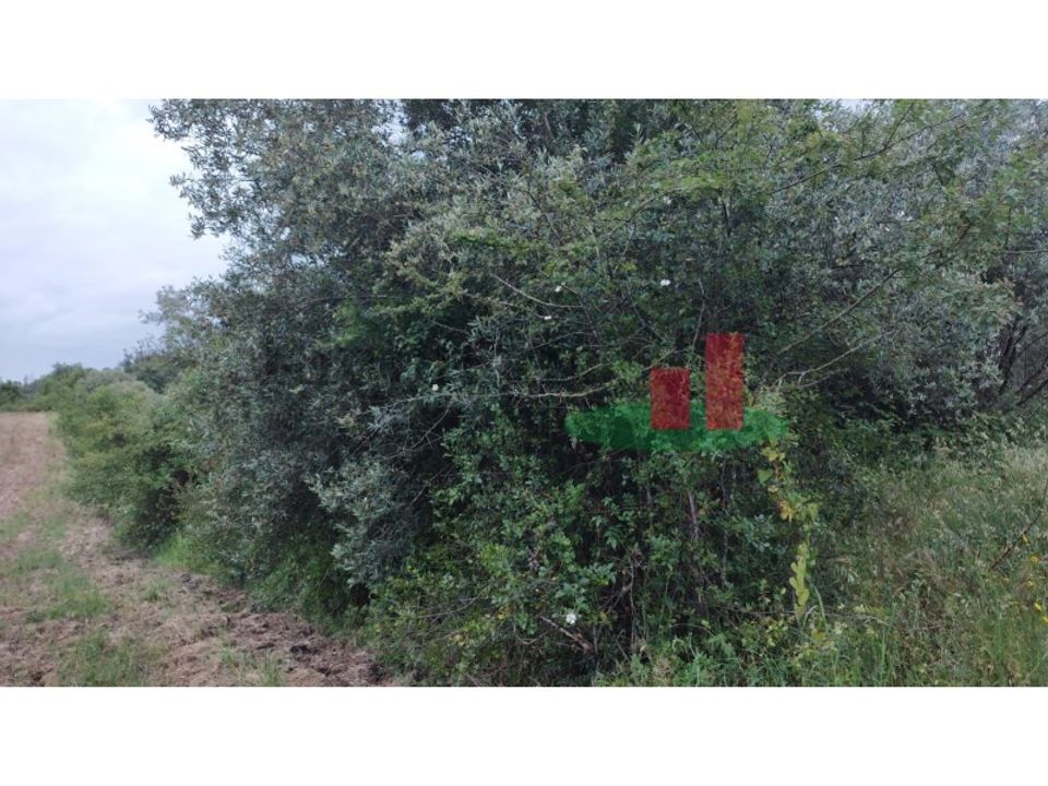 Helårsgrund i Asseiceira, Santarem - foto 5