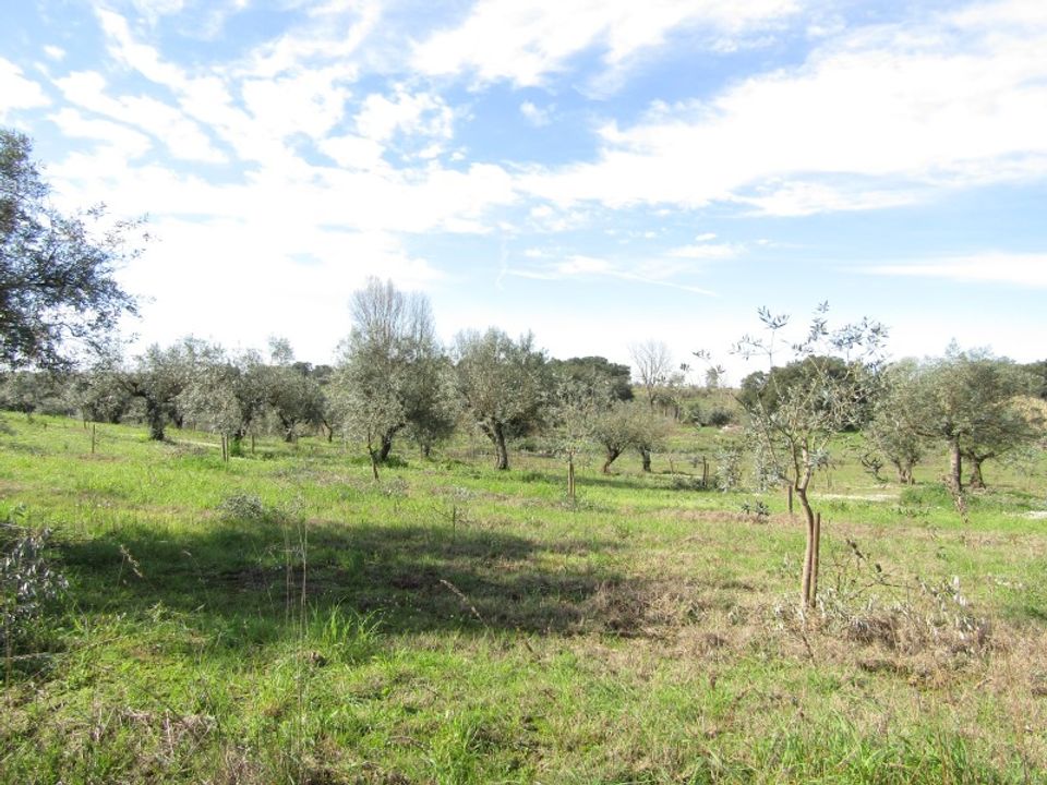 Farm i Sardoal, Santarem - foto 3