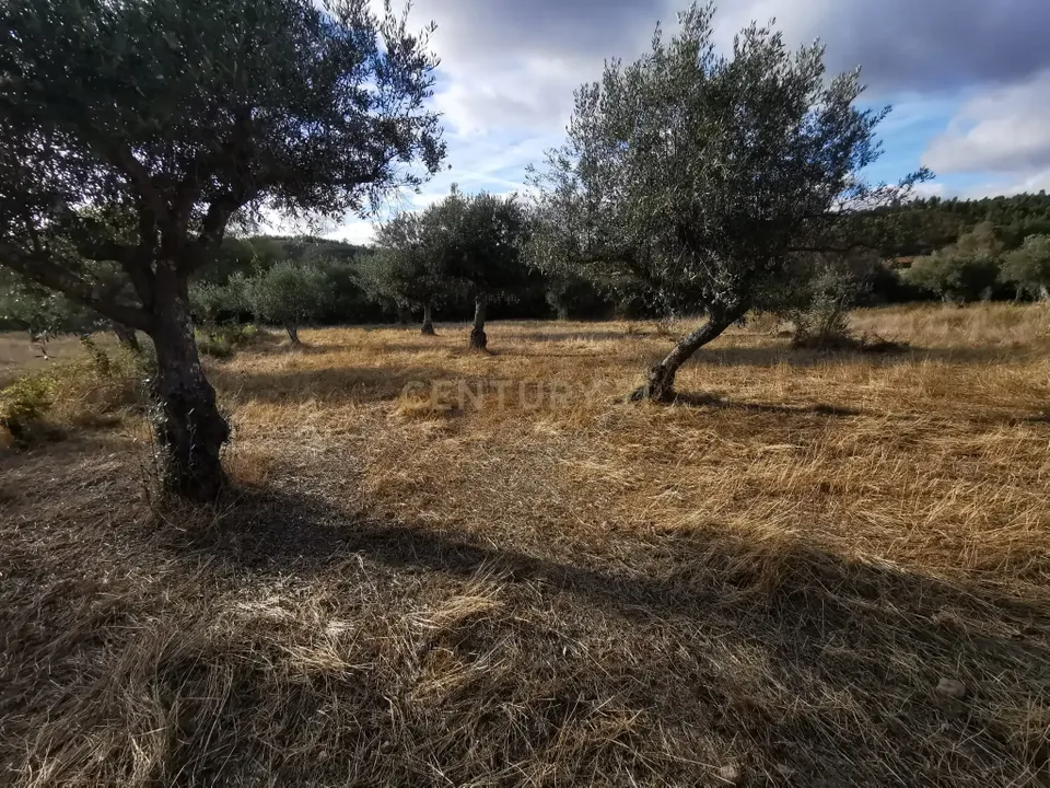 Helårsgrund i Castelo Branco, Castelo Branco - foto 1