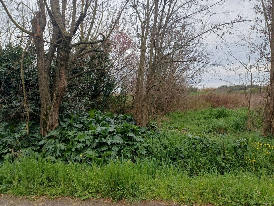 Helårsgrund i Vecchiano, Pisa - foto 4