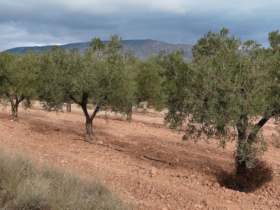 Helårsgrund i Monovar, Alicante - foto 3
