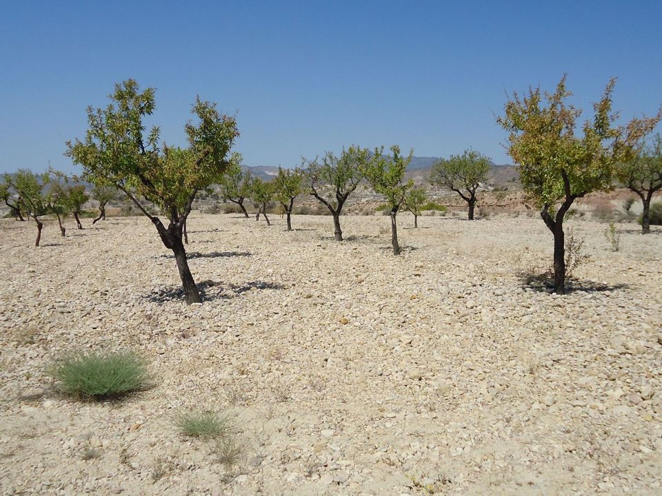 Helårsgrund i Abanilla, Murcia - foto 3