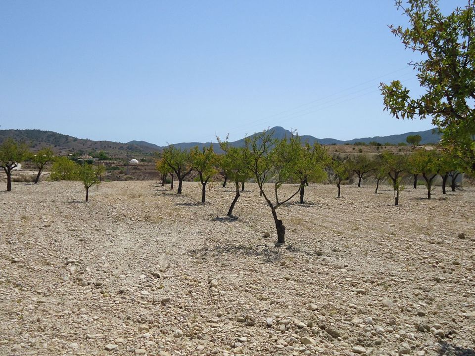 Helårsgrund i Abanilla, Murcia - foto 5