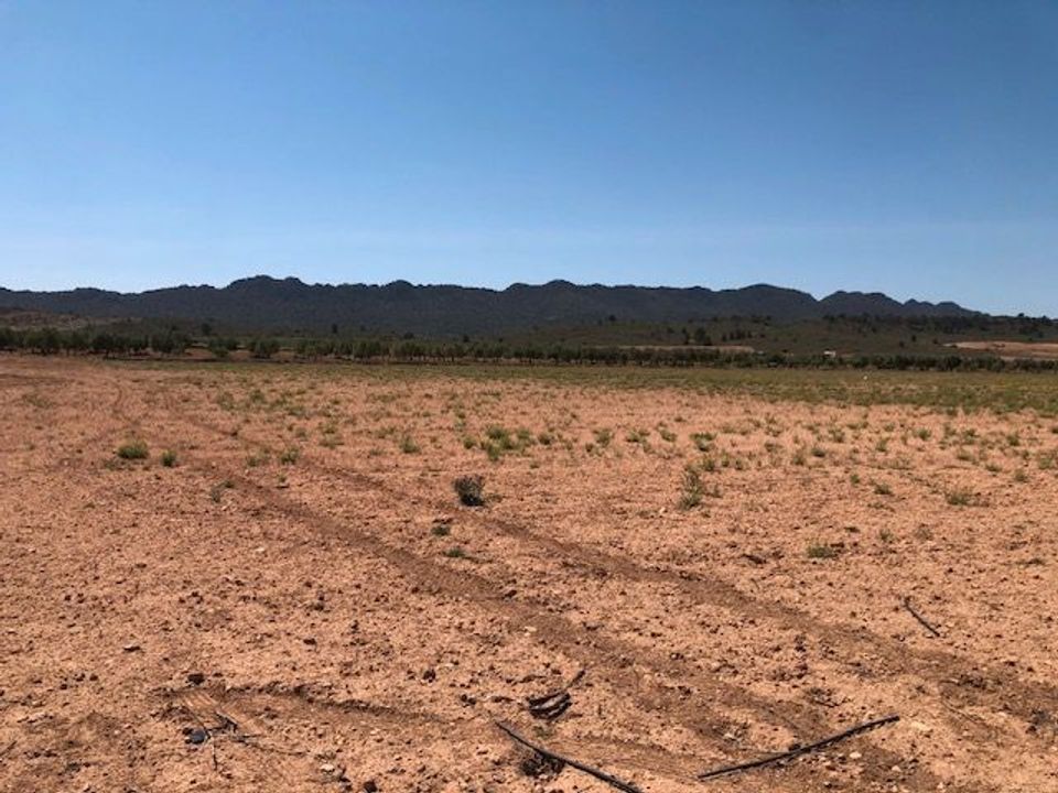 Helårsgrund i Yecla, Murcia - foto 3
