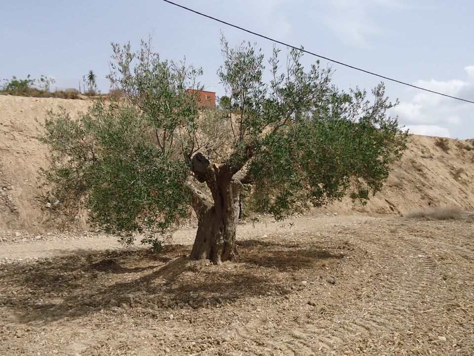 Helårsgrund i Abanilla, Murcia - foto 3