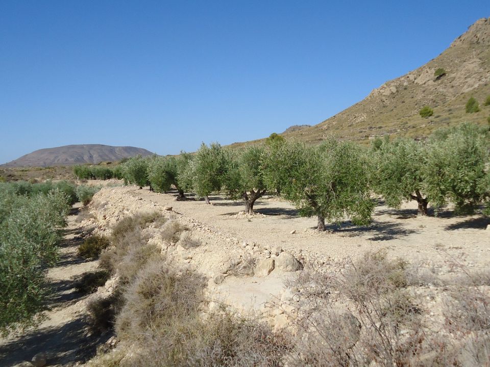 Helårsgrund i Abanilla, Murcia - foto 2