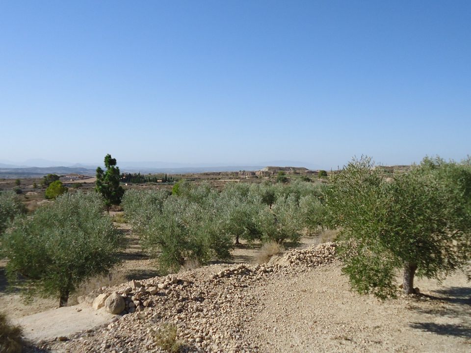Helårsgrund i Abanilla, Murcia - foto 3