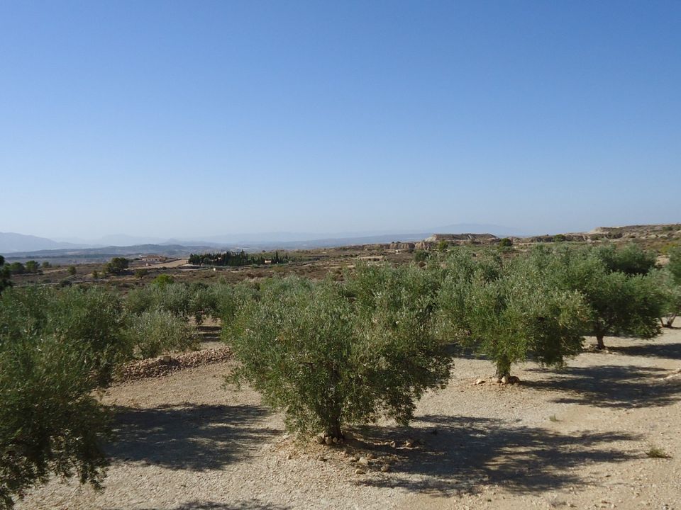Helårsgrund i Abanilla, Murcia - foto 4