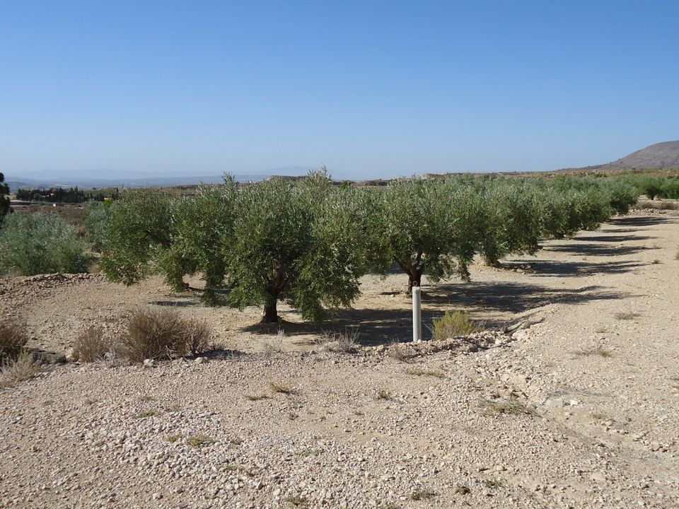 Helårsgrund i Abanilla, Murcia - foto 5