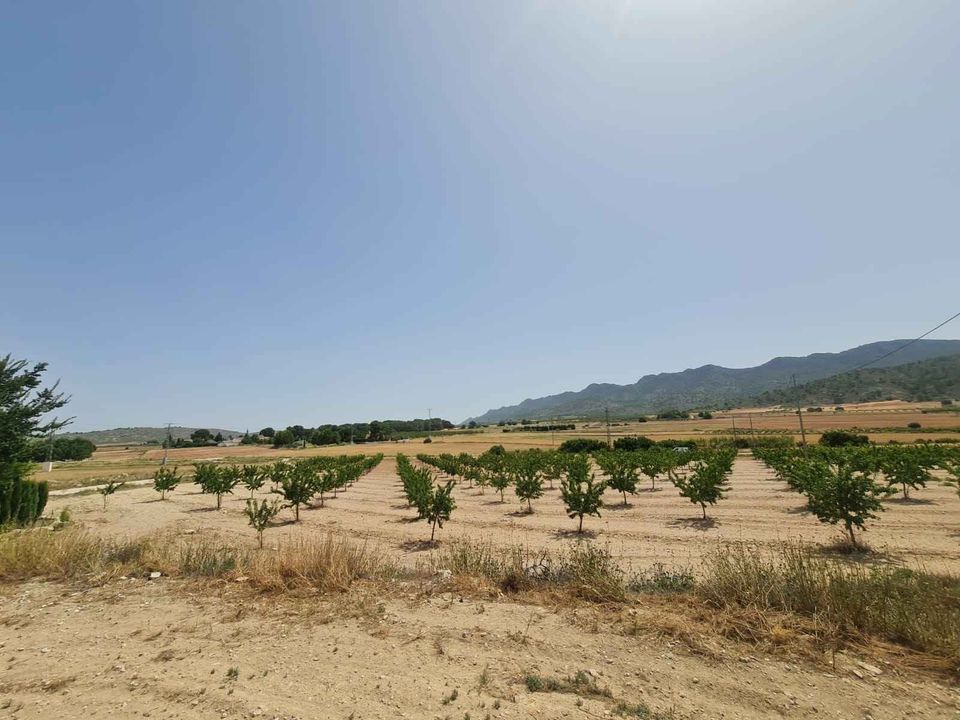 Helårsgrund i Yecla, Murcia - foto 3
