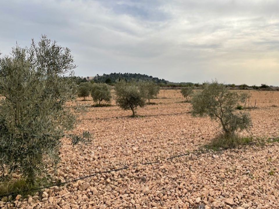 Terreno en Yecla, Murcia - foto 1
