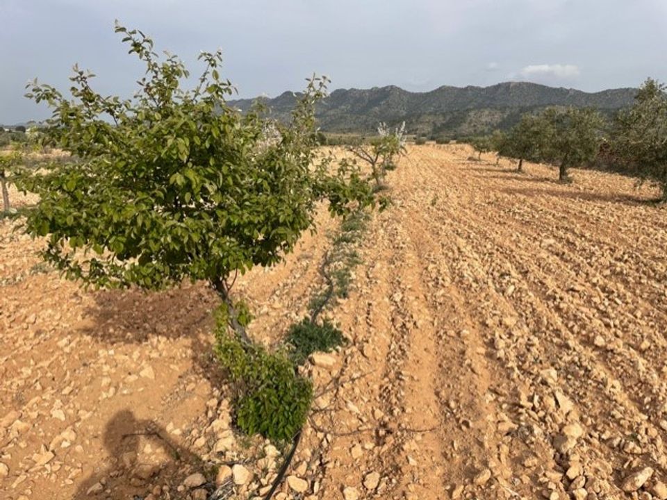 Terreno en Yecla, Murcia - foto 2