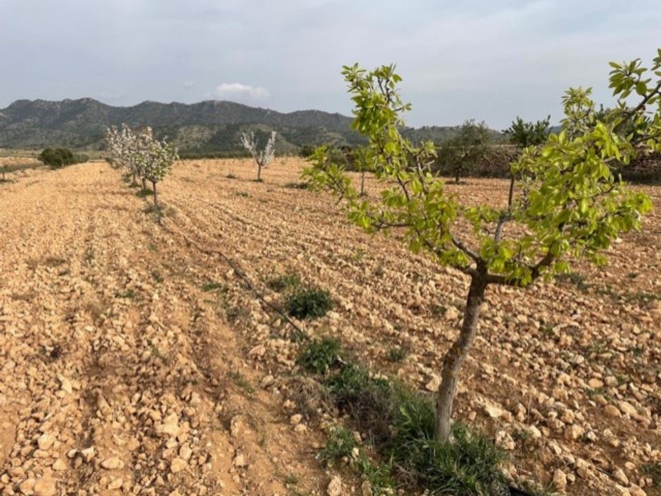 Terreno en Yecla, Murcia - foto 3