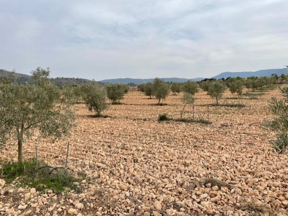 Terreno en Yecla, Murcia - foto 4