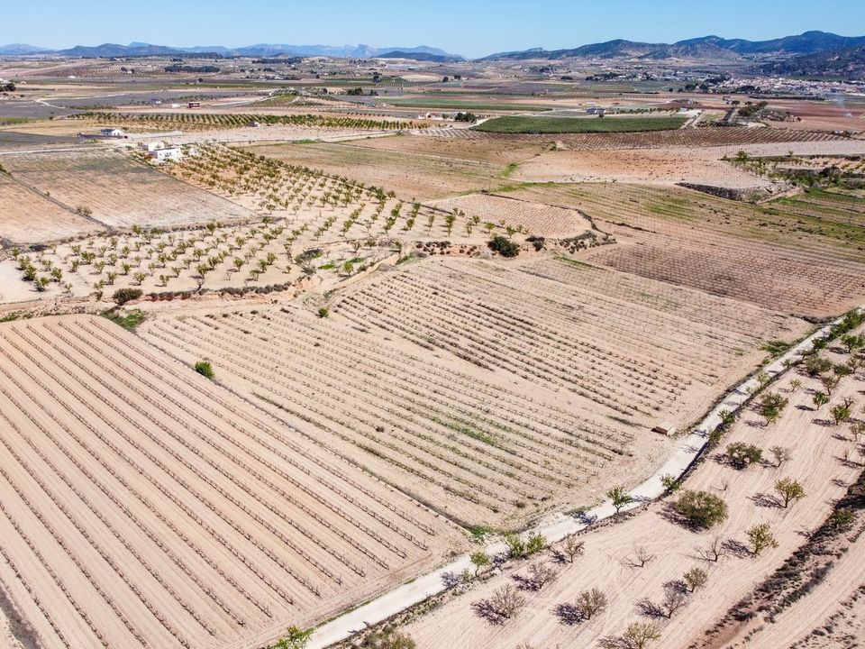 Helårsgrund i Pinoso, Alicante - foto 3