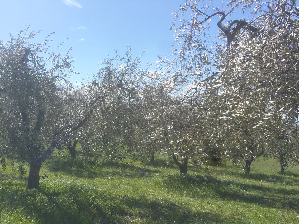 Erhvervsejendom i Lugnano in Teverina, Terni - foto 4