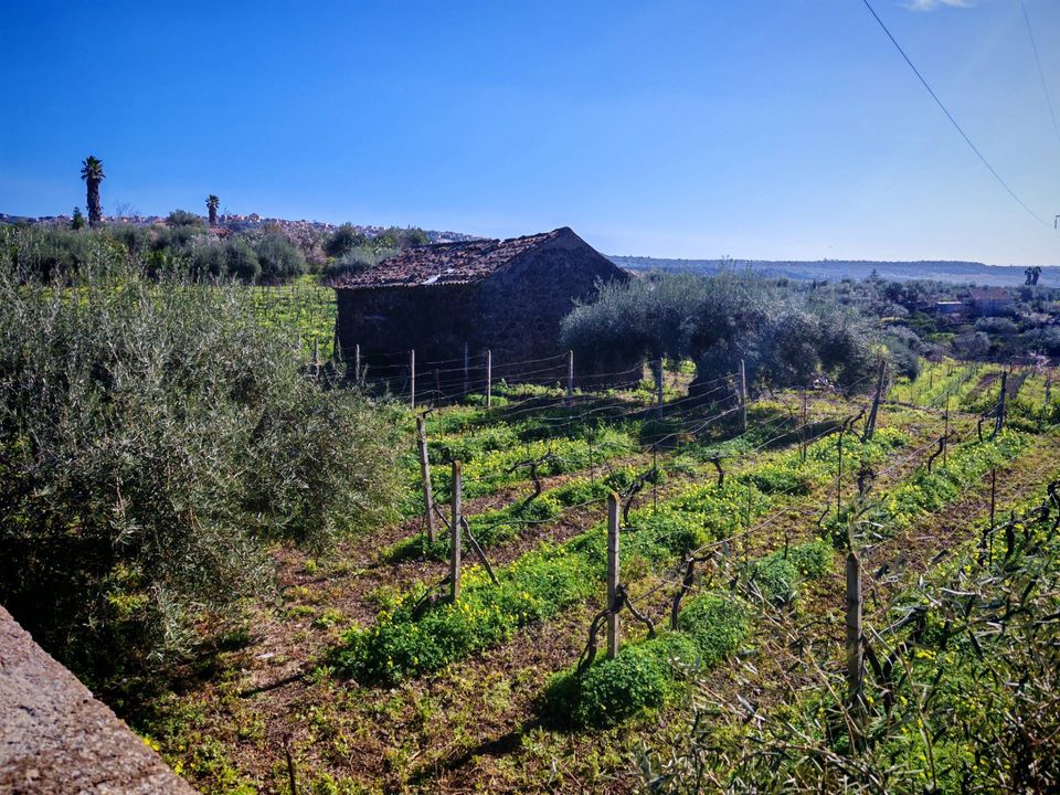Helårsgrund i Santa Maria di Licodia, Catania - foto 5