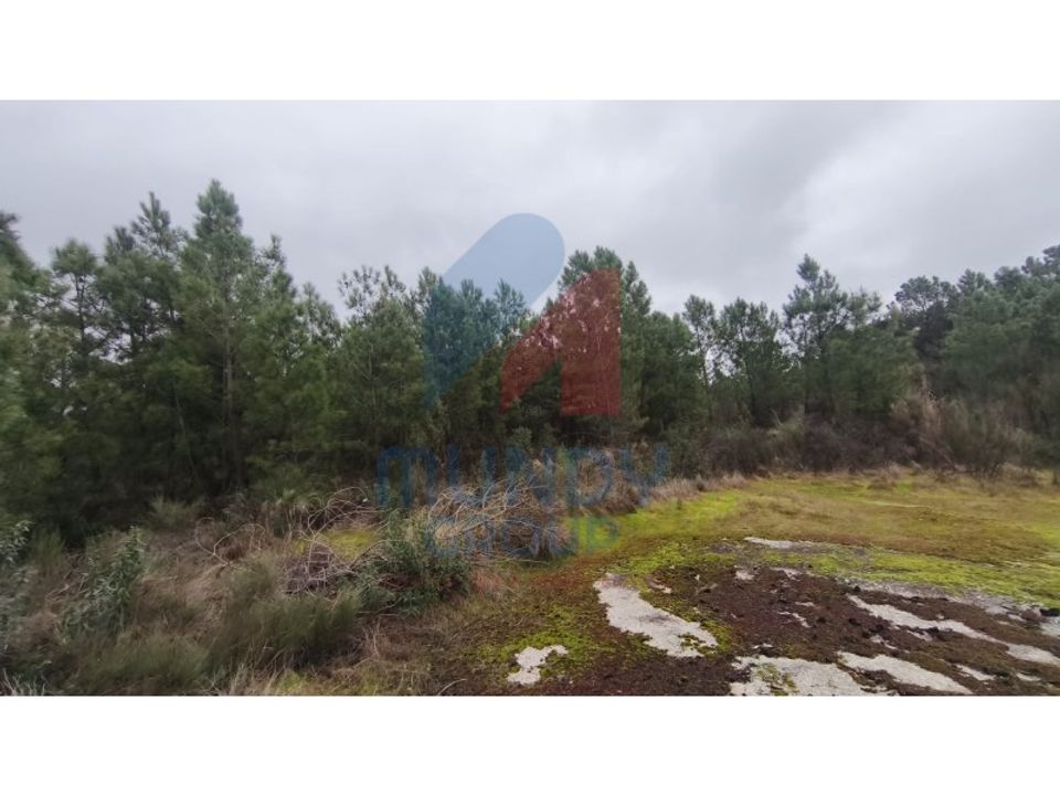 Terra a Vale de Prazeres e Mata da Rainha, Castelo Branco - foto 1