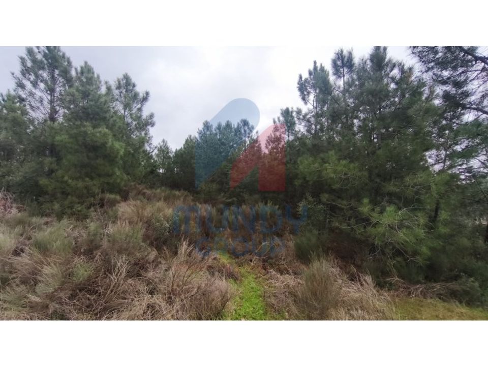 Terra a Vale de Prazeres e Mata da Rainha, Castelo Branco - foto 3