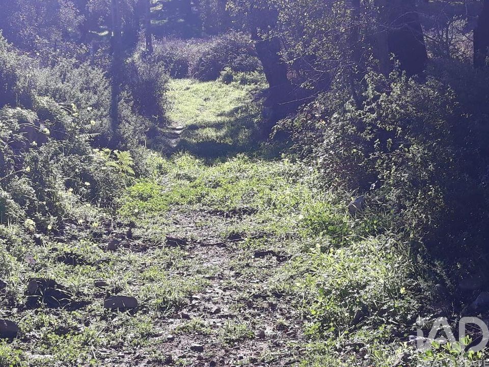 Helårsgrund i Monchique, Faro - foto 3