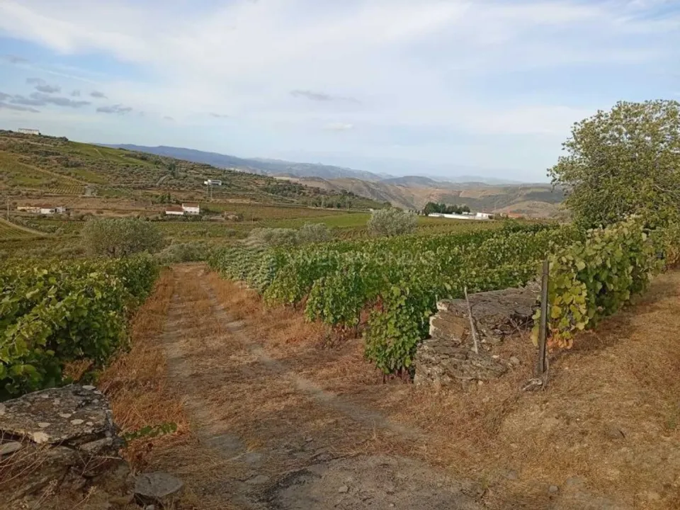 Gård i Tabuaco, Viseu - bilde 1