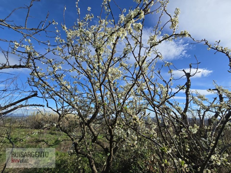 Helårsgrund i Alpedrinha, Castelo Branco - foto 5