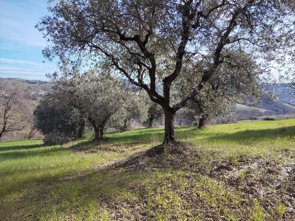 Villa i Petritoli, Fermo - foto 3