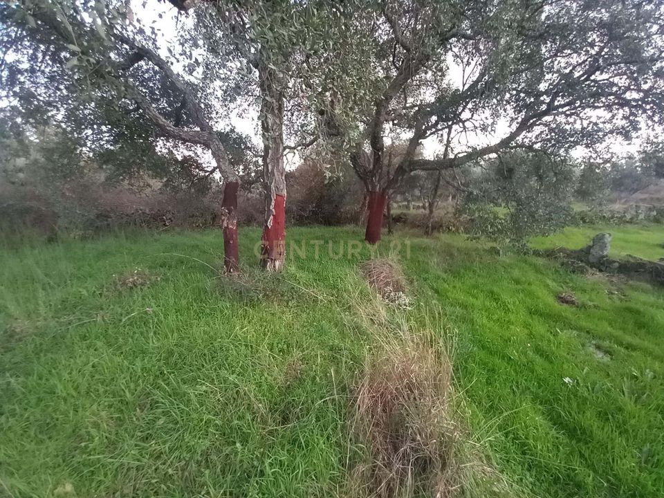 Helårsgrund i Idanha-a-Nova, Castelo Branco - foto 4
