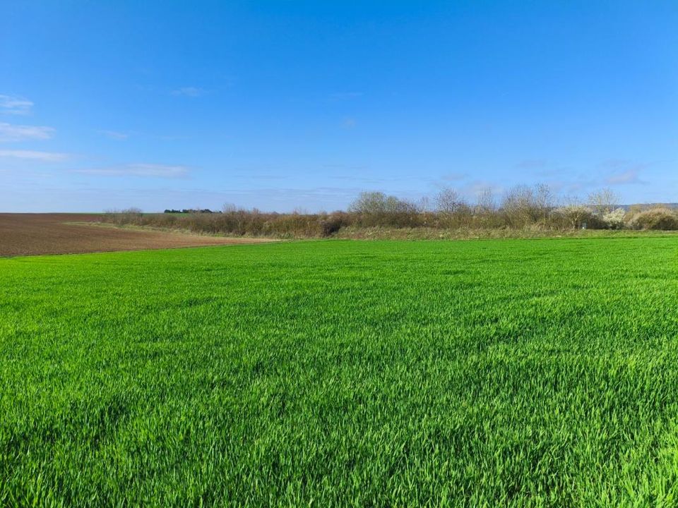 Helårsgrund i Vaudemange, Marne - foto 3