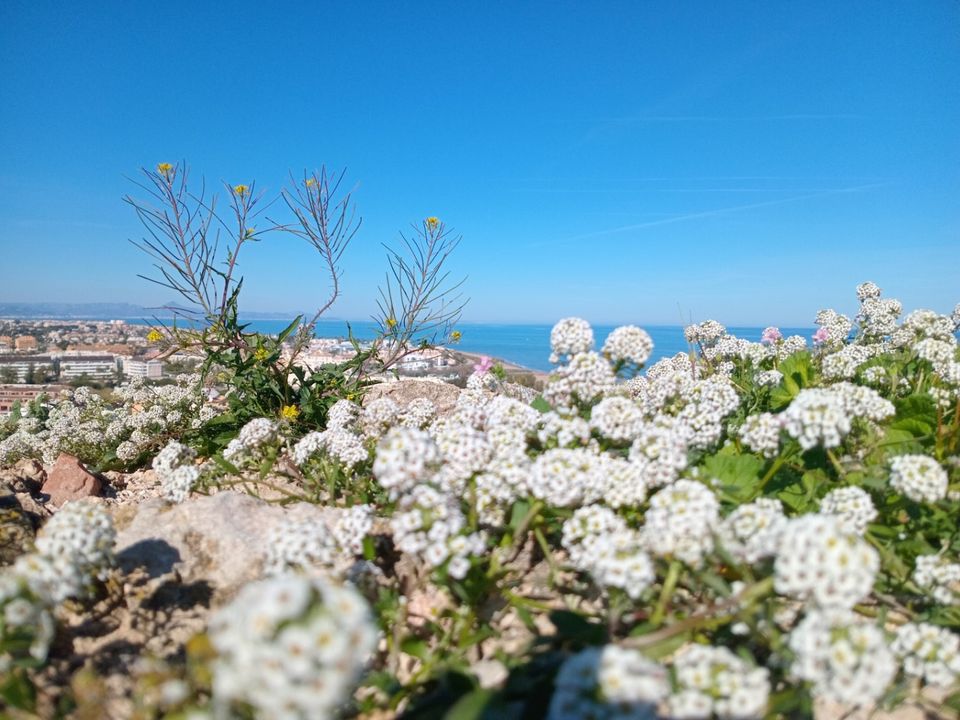 Helårsgrund i Denia, Alicante - foto 4