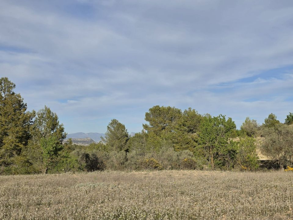Helårsgrund i Monovar, Alicante - foto 3