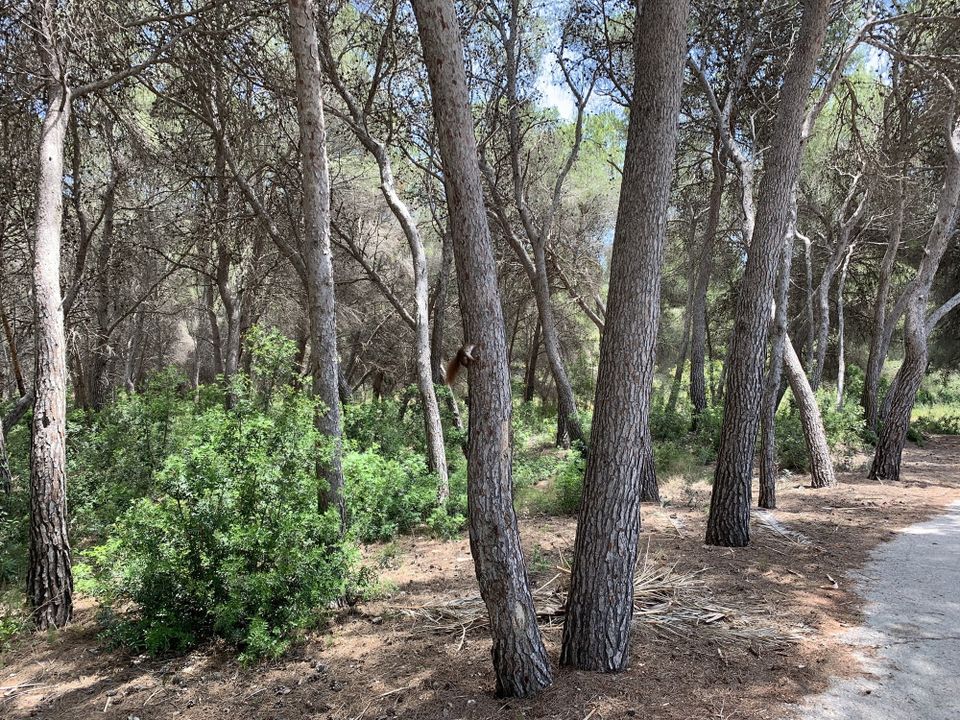Helårsgrund i Moraira, Alicante - foto 4