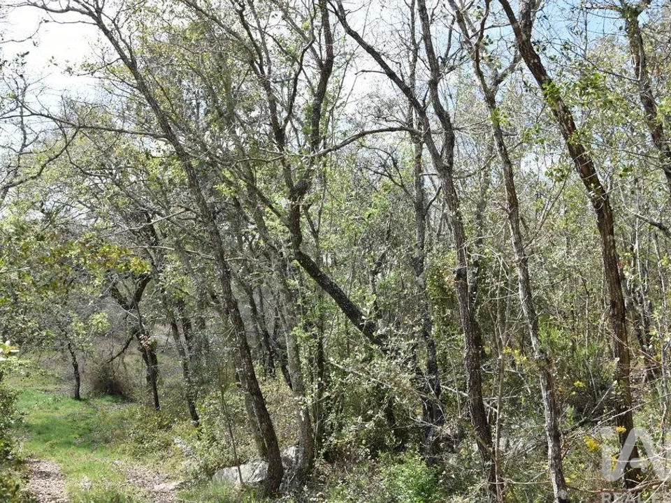 Helårsgrund i Ferreira do Zezere, Santarem - foto 3