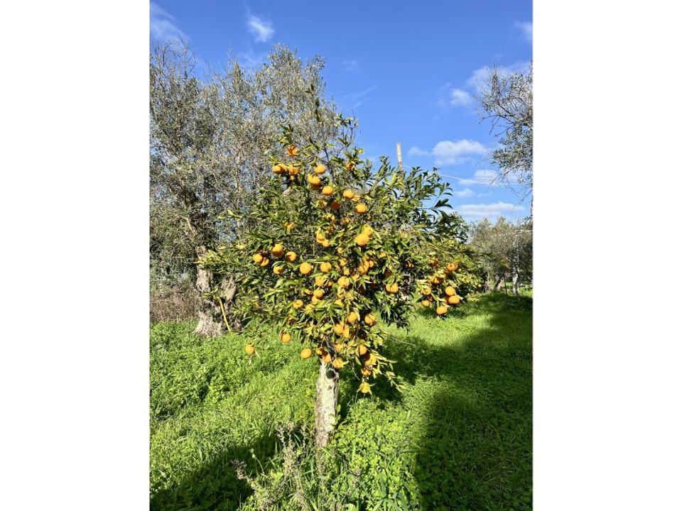 Farm i Evora, Evora - foto 4