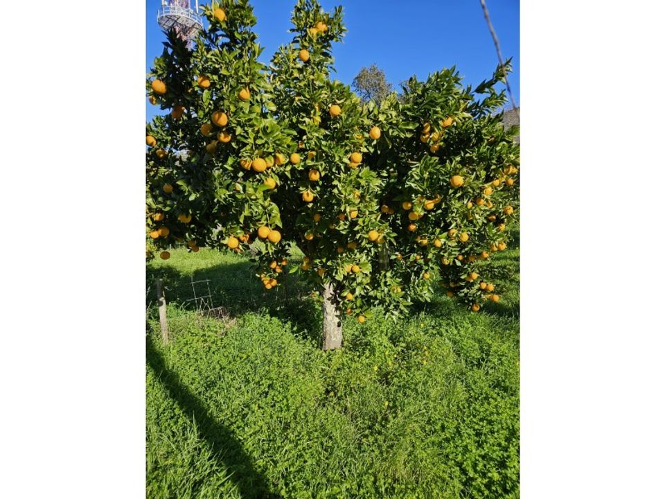 Farm i Evora, Evora - foto 5