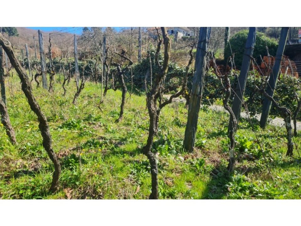 Terra a Gestaco, Porto - foto 3