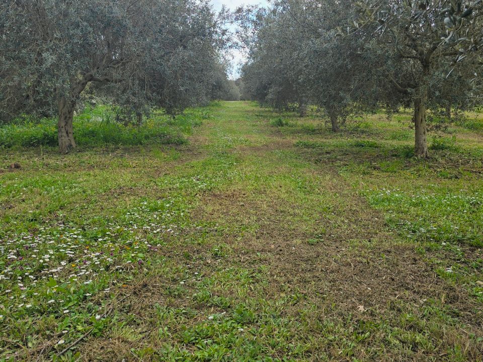 Erhvervsejendom i Palazzolo Acreide, Siracusa - foto 3