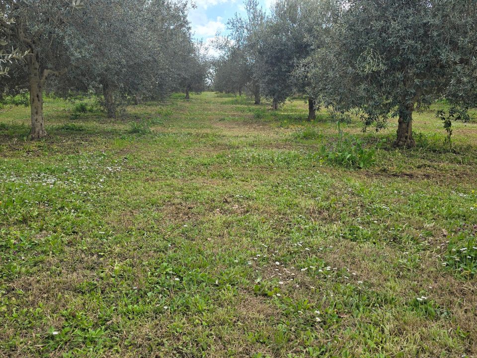 Erhvervsejendom i Palazzolo Acreide, Siracusa - foto 5