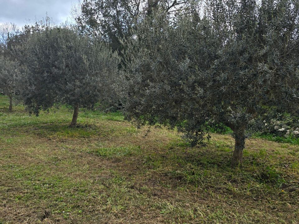 Erhvervsejendom i Palazzolo Acreide, Siracusa - foto 4