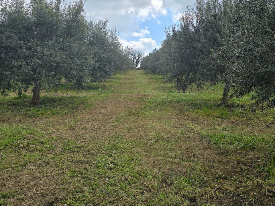Erhvervsejendom i Palazzolo Acreide, Siracusa - foto 1