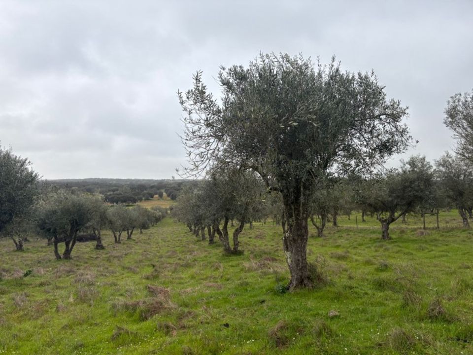 Helårsgrund i Barbacena e Vila Fernando, Portalegre - foto 3