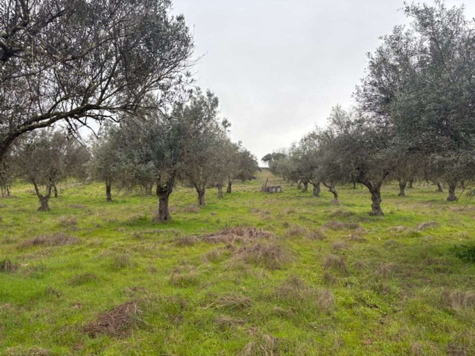 Helårsgrund i Barbacena e Vila Fernando, Portalegre - foto 4