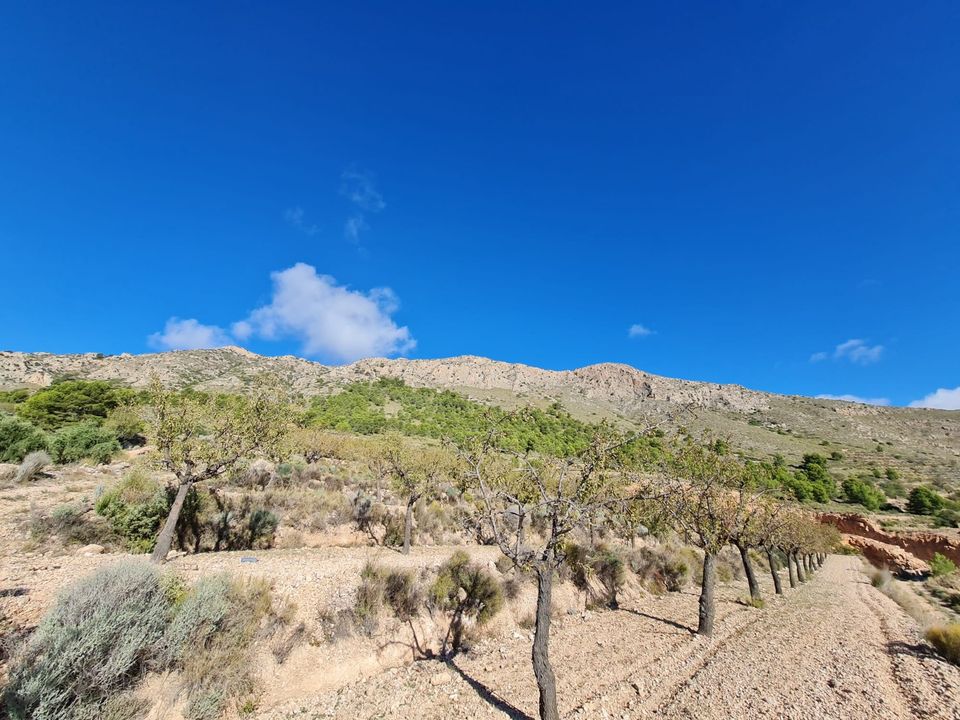 Helårsgrund i La Romana, Alicante - foto 3