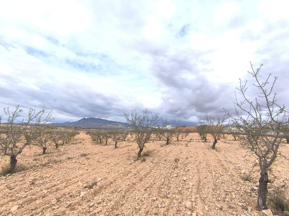 Helårsgrund i Pinoso, Alicante - foto 1