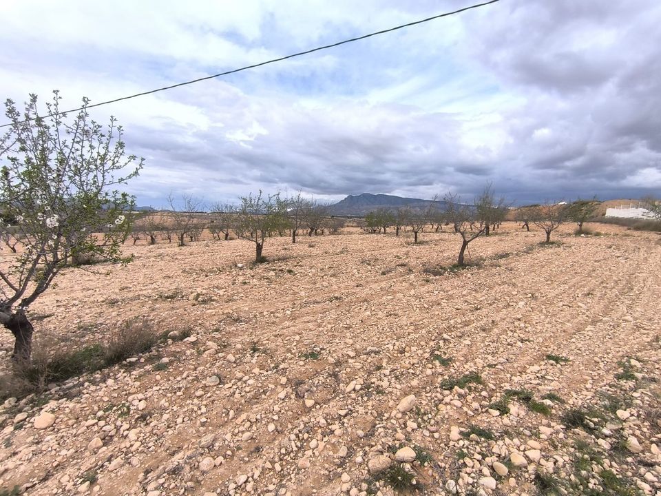 Helårsgrund i Pinoso, Alicante - foto 2