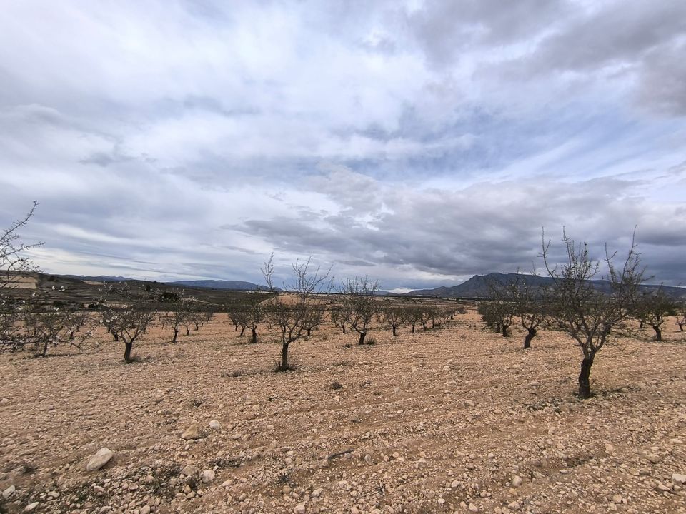 Helårsgrund i Pinoso, Alicante - foto 3